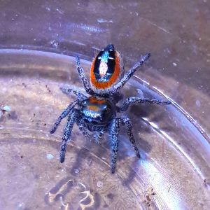 Phidippus aureus