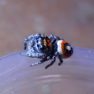 Phidippus aureus