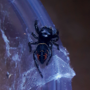 Phidippus concinnus