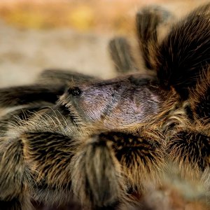 Grammostola porteri