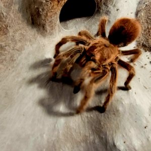 Grammostola rosea