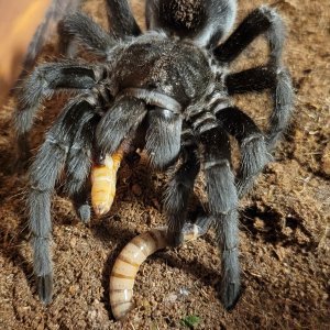 Grammostola pulchra