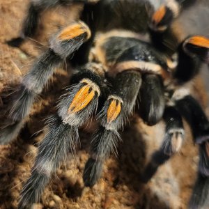 Brachypelma auratum