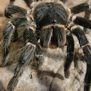 Lasiodora parahybana