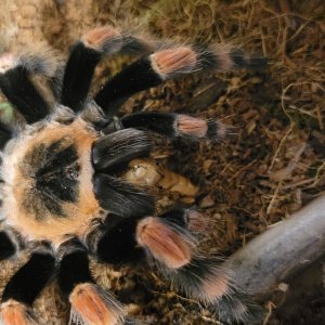 Brachypelma smithi