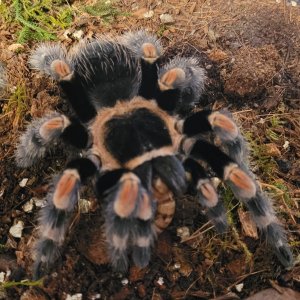 Brachypelma hamorii