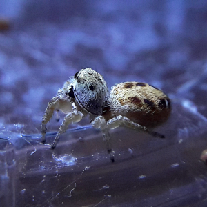 Metaphidippus chera