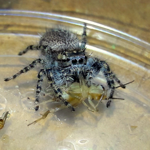 Phidippus asotus