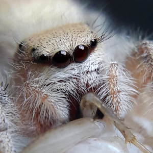 Phidippus tux