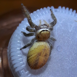 Phidippus tux