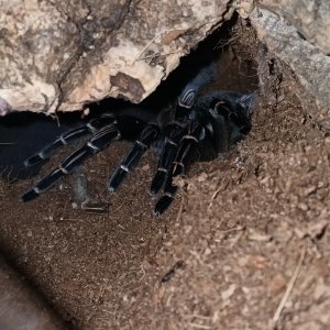 "Ammut," A. Seemanni