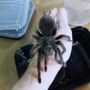 Aphonopelma steindachneri