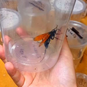 Okay guys, I caught the Tarantula hawk, what now?