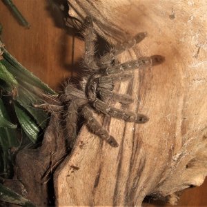 Heteroscodra maculata - Akan