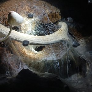 Mushroom Bloom in Enclosure