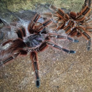 Grammostola rosea fresh molt.jpg