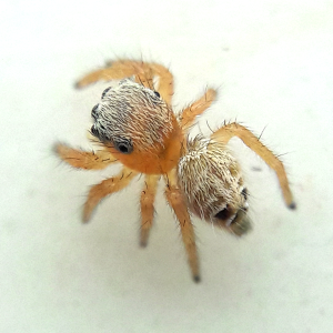 Phidippus tux