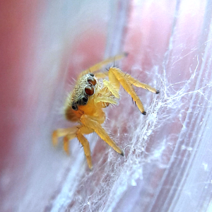 Phidippus tux