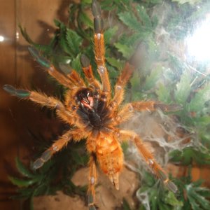 Pterinochilus murinus RCF - Haya