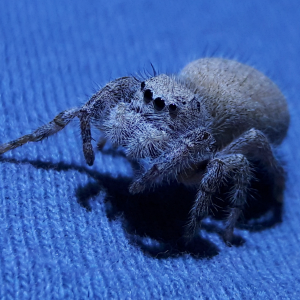 Phidippus octopunctatus