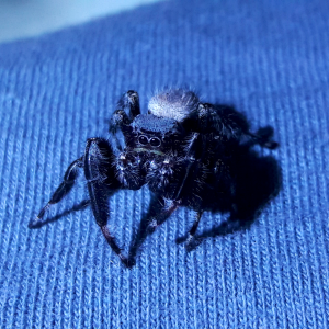 Phidippus octopunctatus