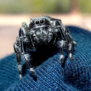 Phidippus octopunctatus male