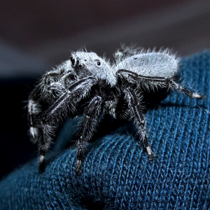 Phidippus octopunctatus male