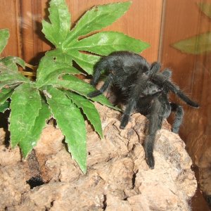 Grammostola pulchra - Massa