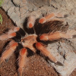 Brachypelma boehmei - Pachuca