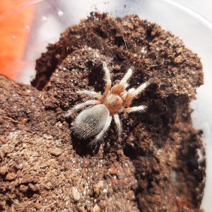 G. porteri