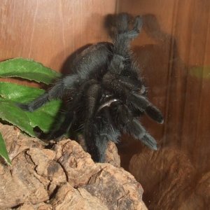 Grammostola pulchra - Massa