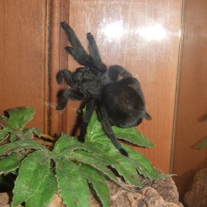 Grammostola pulchra - Massa