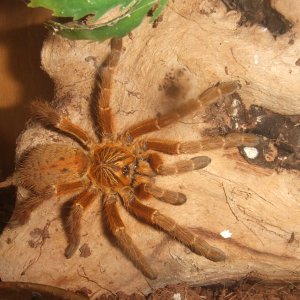 Pterinochilus murinus RCF - Haya