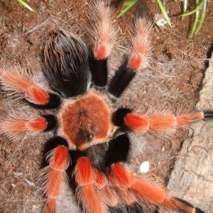 Brachypelma boehmei, Pachuca