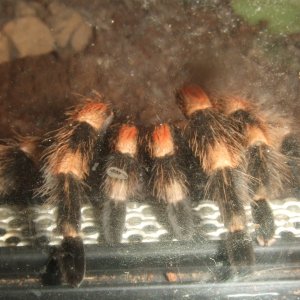 Brachypelma hamorii - Pico