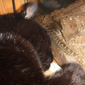 Cat and snake