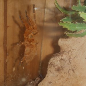 Pterinochilus murinus RCF - Haya