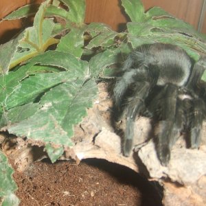 Grammostola pulchra - Massa