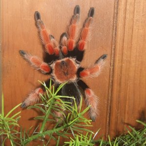 Brachypelma boehmei - Pachuca