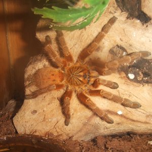 Pterinochilus murinus RCF - Haya