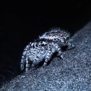 Phidippus tigris