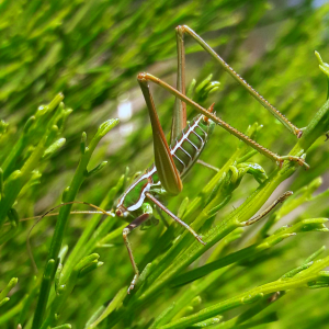 Eremopedes bilineatus- Two Lined Shieldback