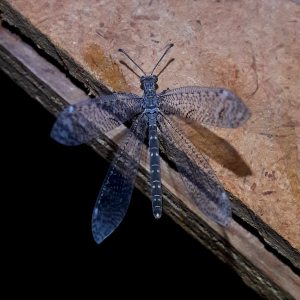 Pit-Building antlion- Myrmeleon sp