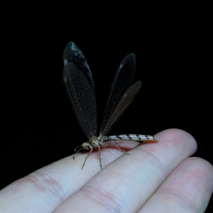 Unknown Brachynemurini (long-tailed antlion) Female