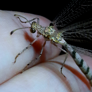 Unknown Brachynemurini closeup