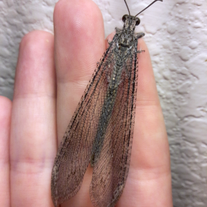 Vella fallax texanus- Texas Giant Antlion