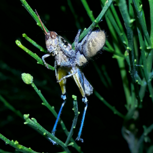 Phidippus apacheanus