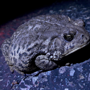 Anaxyrus woodhousii- Woodhouse's Toad