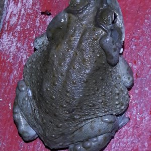 Incilius alvarius- Colorado river toad