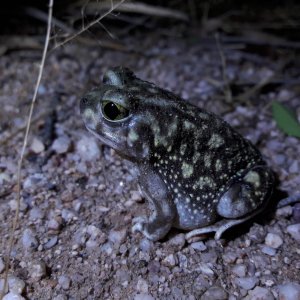Scaphiopus couchii- Couch's Spadefoot toad